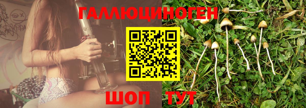 Псилоцибиновые грибы GOLDEN TEACHER Мичуринск